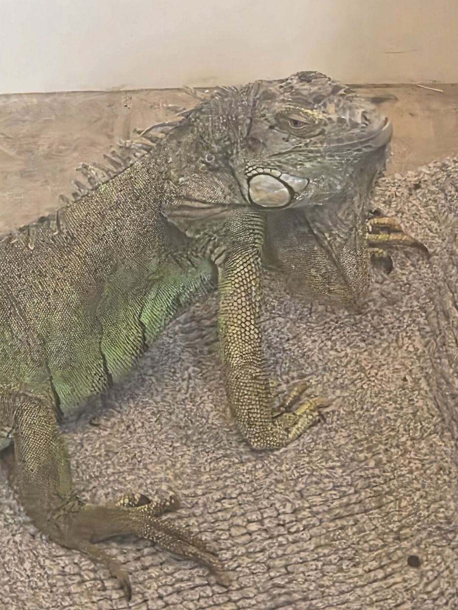 Reptiles - Green Iguana, 4 Bearded Dragons