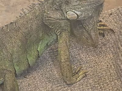 Reptiles - Green Iguana, 4 Bearded Dragons