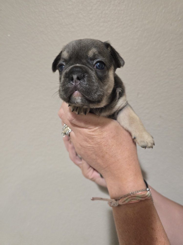 Adorable AKC French Bulldog Puppies - 1 Male & 4 Female, Blue Merle, Blue Tan, Blue Fawn.