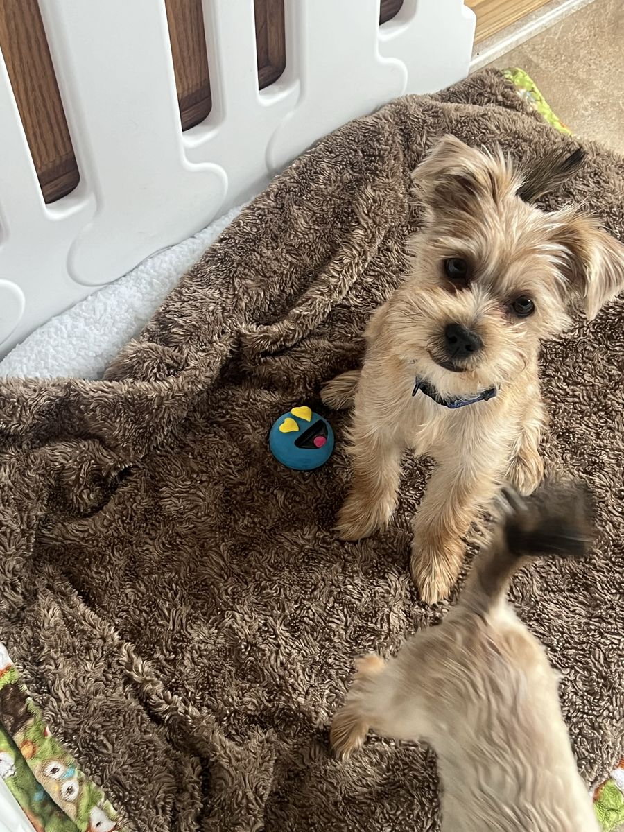 Yorkie