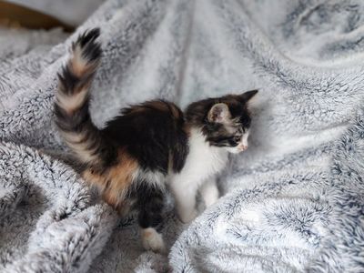 Maine Coon mix kitten.
