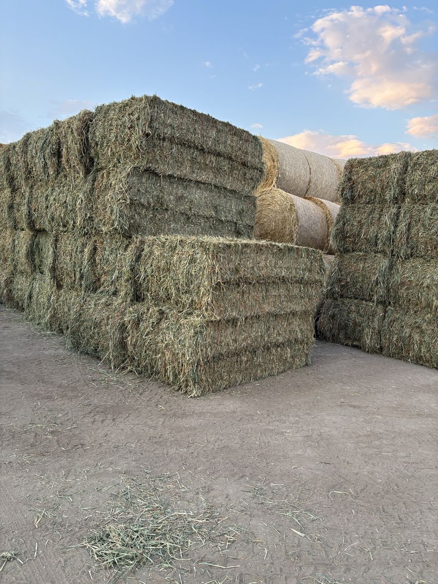 Oat hay