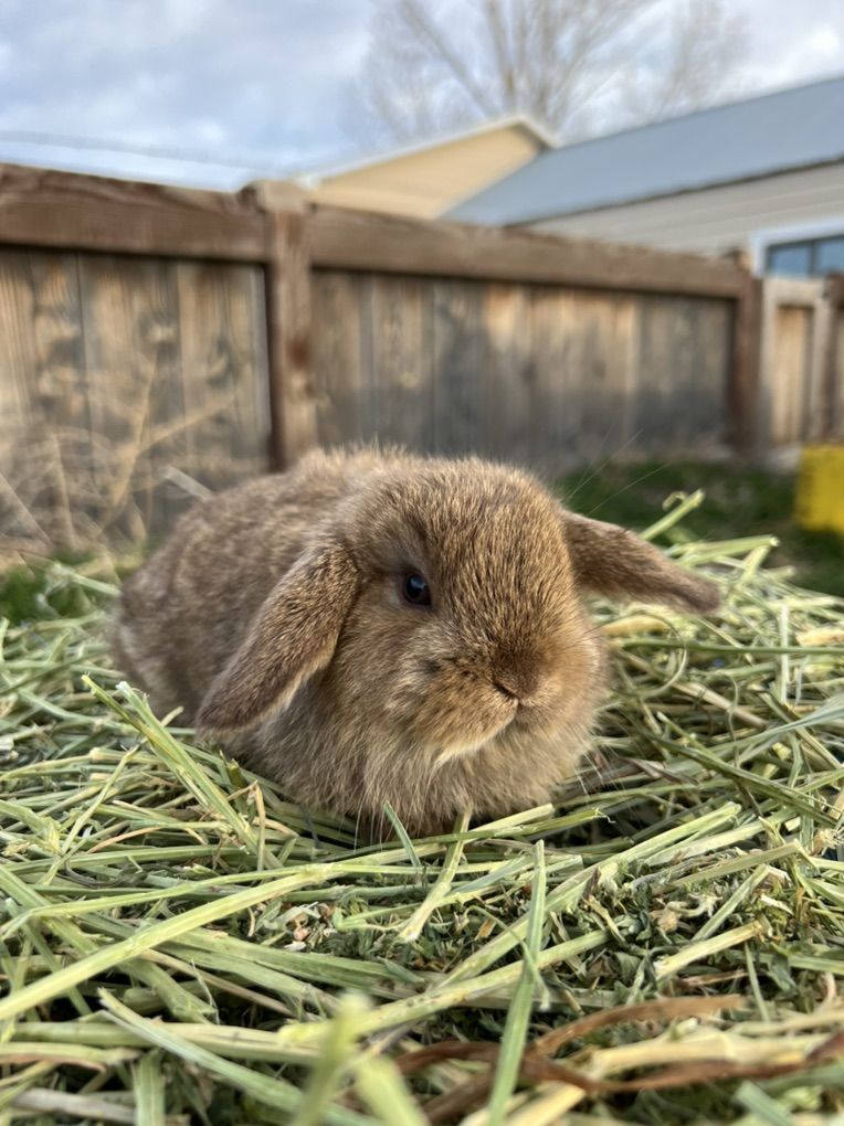 Chocolate Chestnut Holland Lop