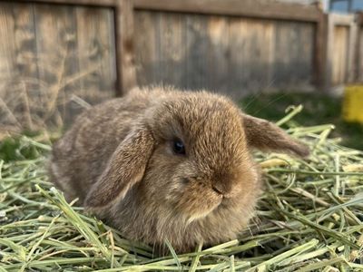 Chocolate Chestnut Holland Lop