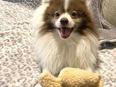 AKC Pomeranian • Dilute Chocolate Parti