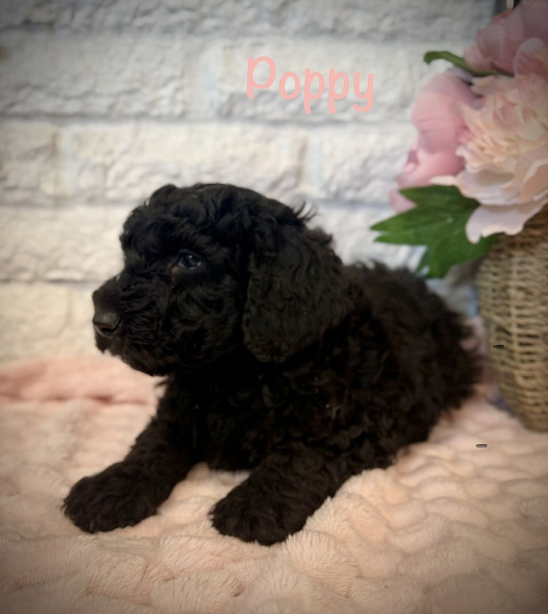 AKC mini poodle girl