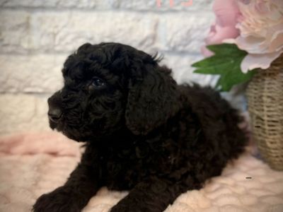 AKC mini poodle girl