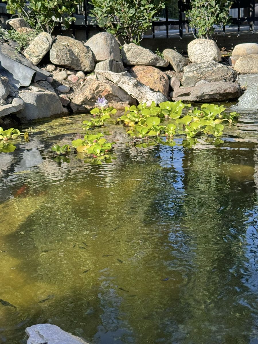Water lettuce 