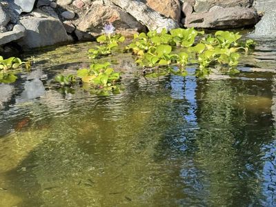 Water lettuce