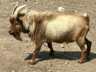 Nigerian dwarf buck