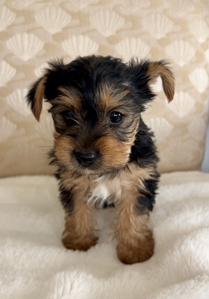 Yorkies, Yorkie puppies, Yorkshire Terriors