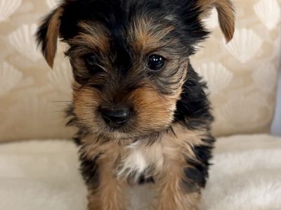 Yorkies, Yorkie puppies, Yorkshire Terriors