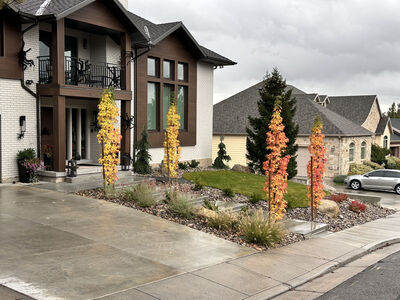 Sprinkler | Landscape | Sod | trees | Aspire Landscapes