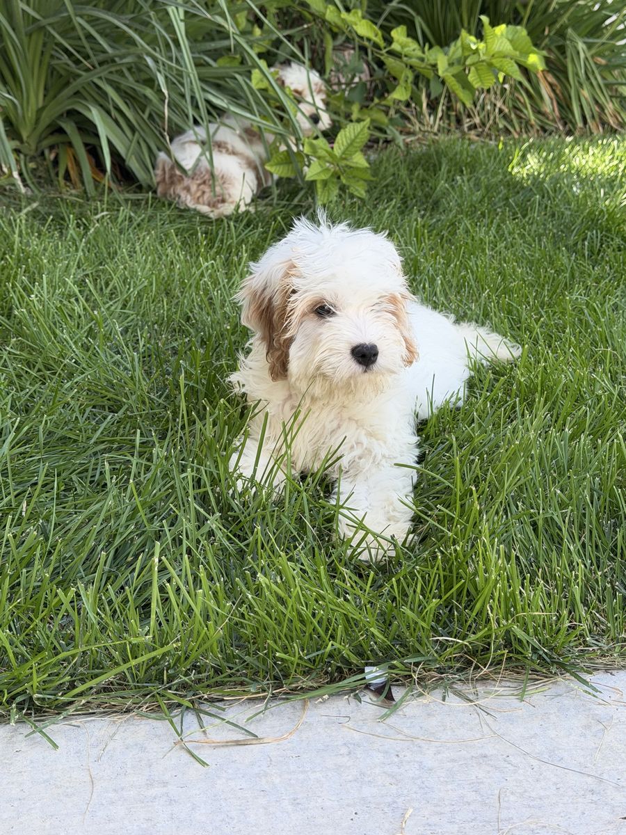 Toy Cockapoos READY NOW