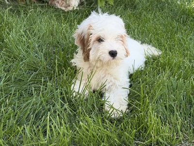 Toy Cockapoos READY NOW
