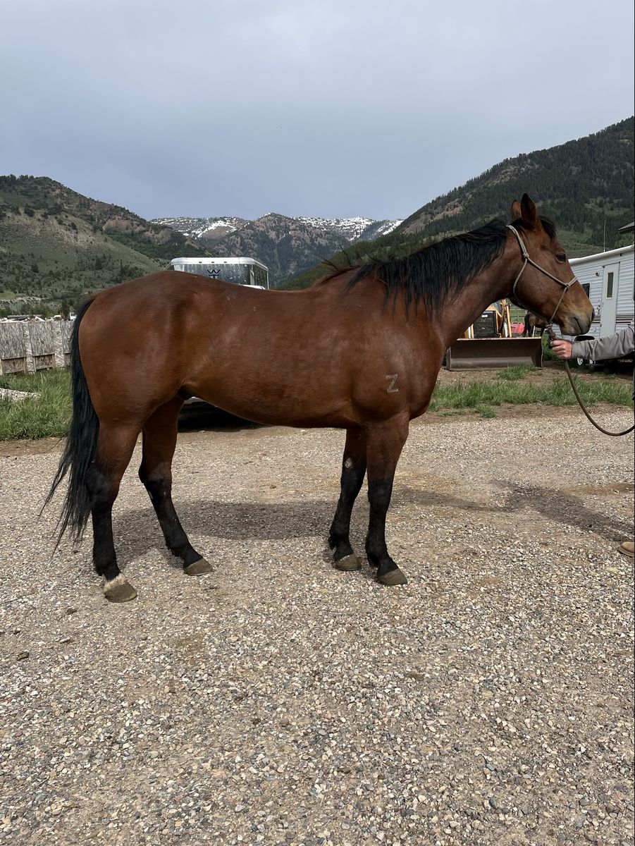 2017 AQHA Gelding
