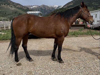 2017 AQHA Gelding