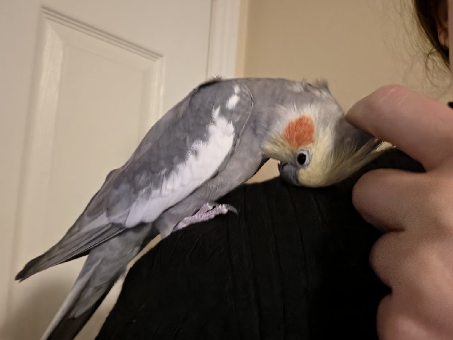 Tame Male Cockatiel