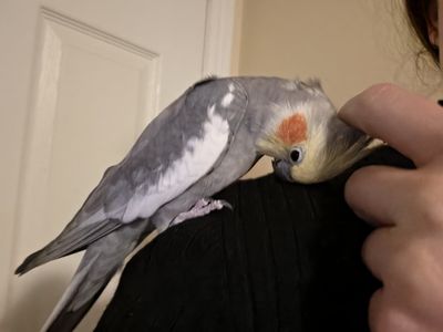 Tame Male Cockatiel