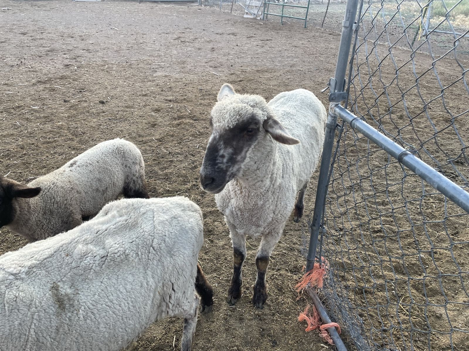 Sheep