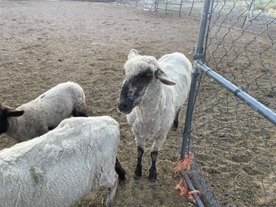 Sheep