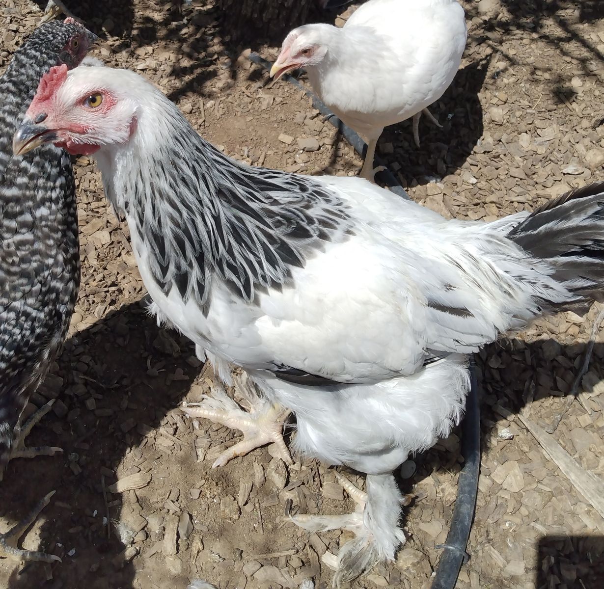 LIGHT BRAHMA ROOSTER Chicken 4 months old for Sale
