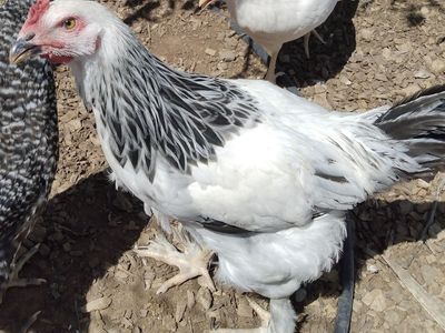LIGHT BRAHMA ROOSTER Chicken 4 months old for Sale