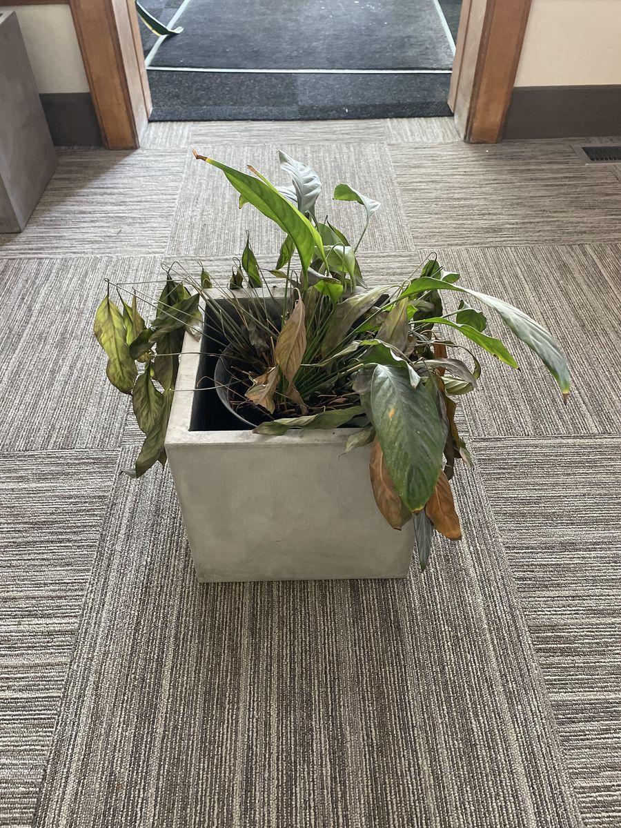 Peace Lily Plant