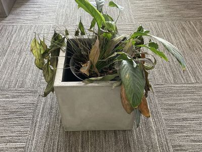 Peace Lily Plant