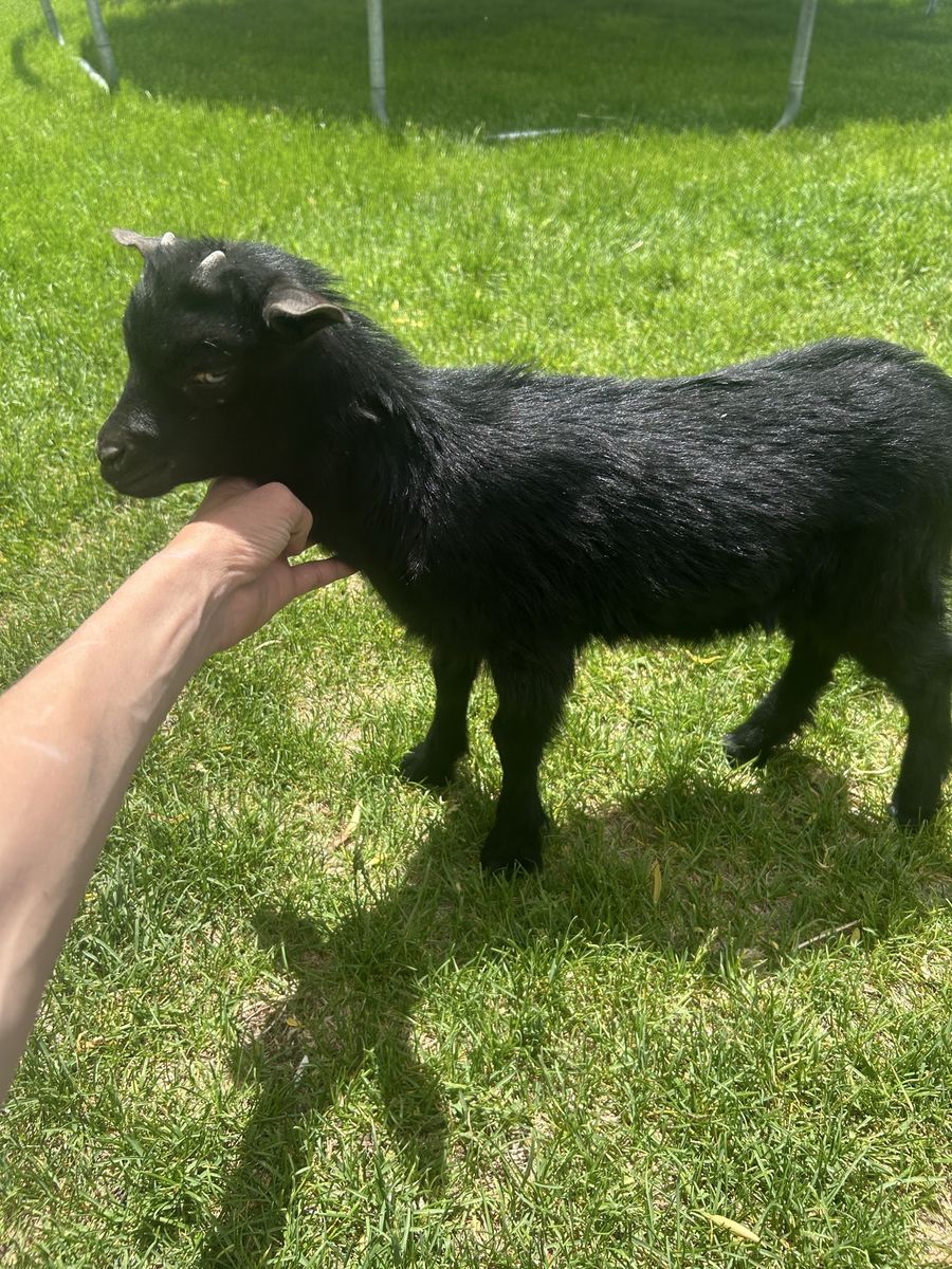 Goat for sale