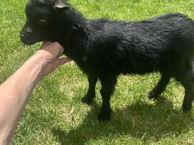 Goat for sale