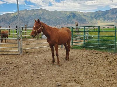 2 Yr old Grade Gelding Q horse