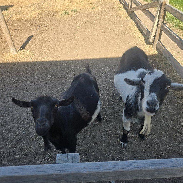 Goats needing rehoming