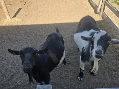 Goats needing rehoming
