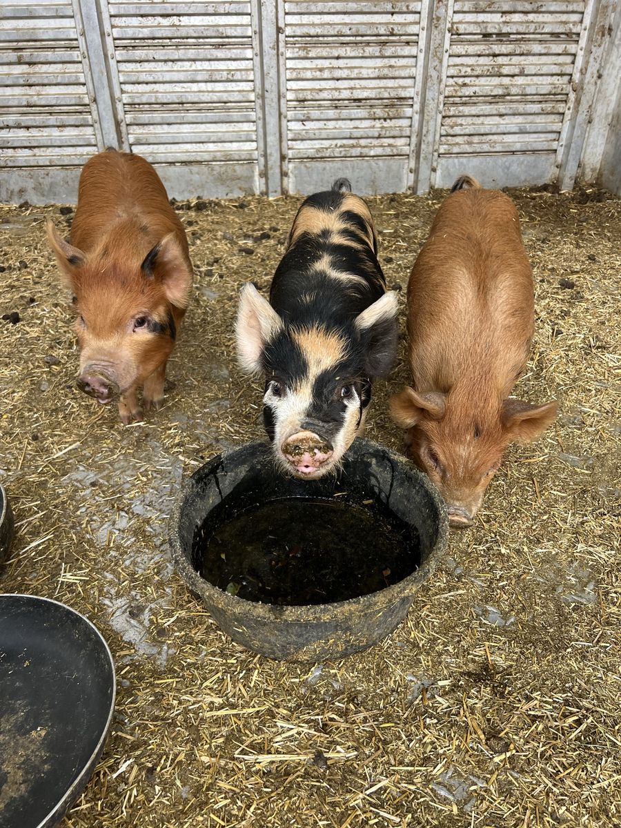 Adorable Piglets for Sale - Perfect for Your Farm or Homestead