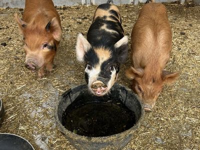 Adorable Piglets for Sale - Perfect for Your Farm or Homestead