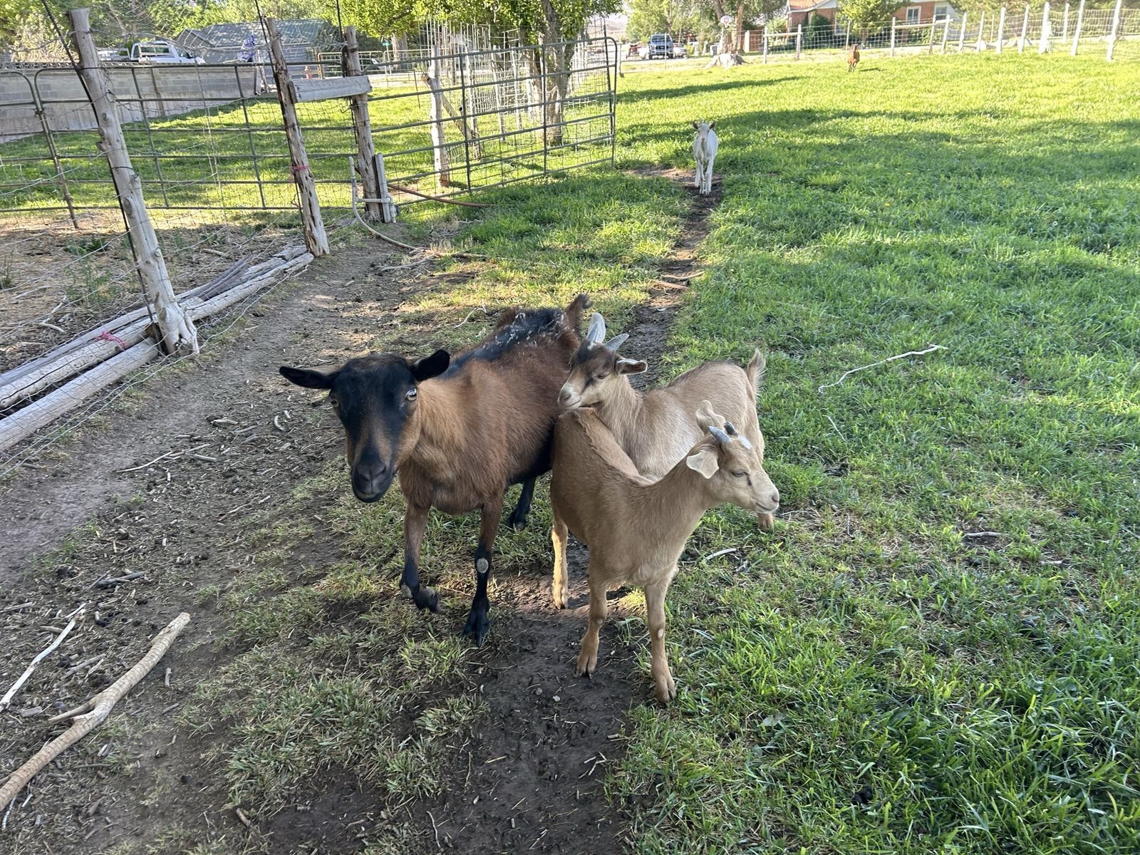 Oberhasli Doe and kids