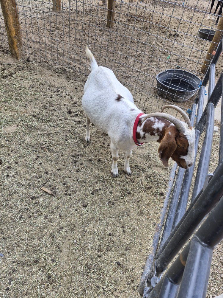 Boer Nanny Goat with Kids
