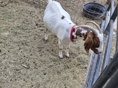 Boer Nanny Goat with Kids