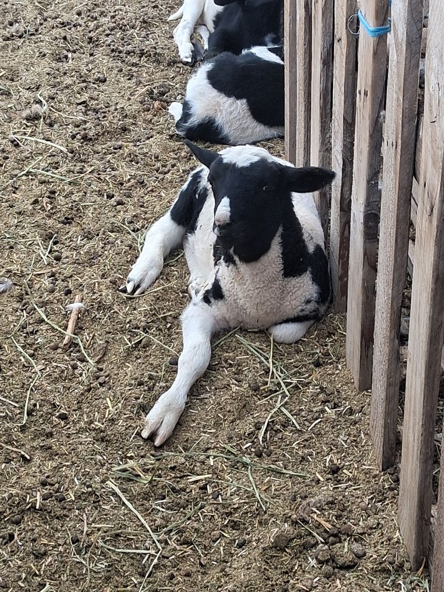 Sheep