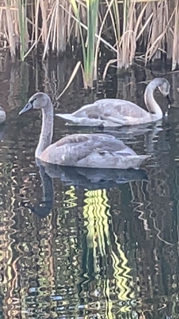 Mute Swan Pair