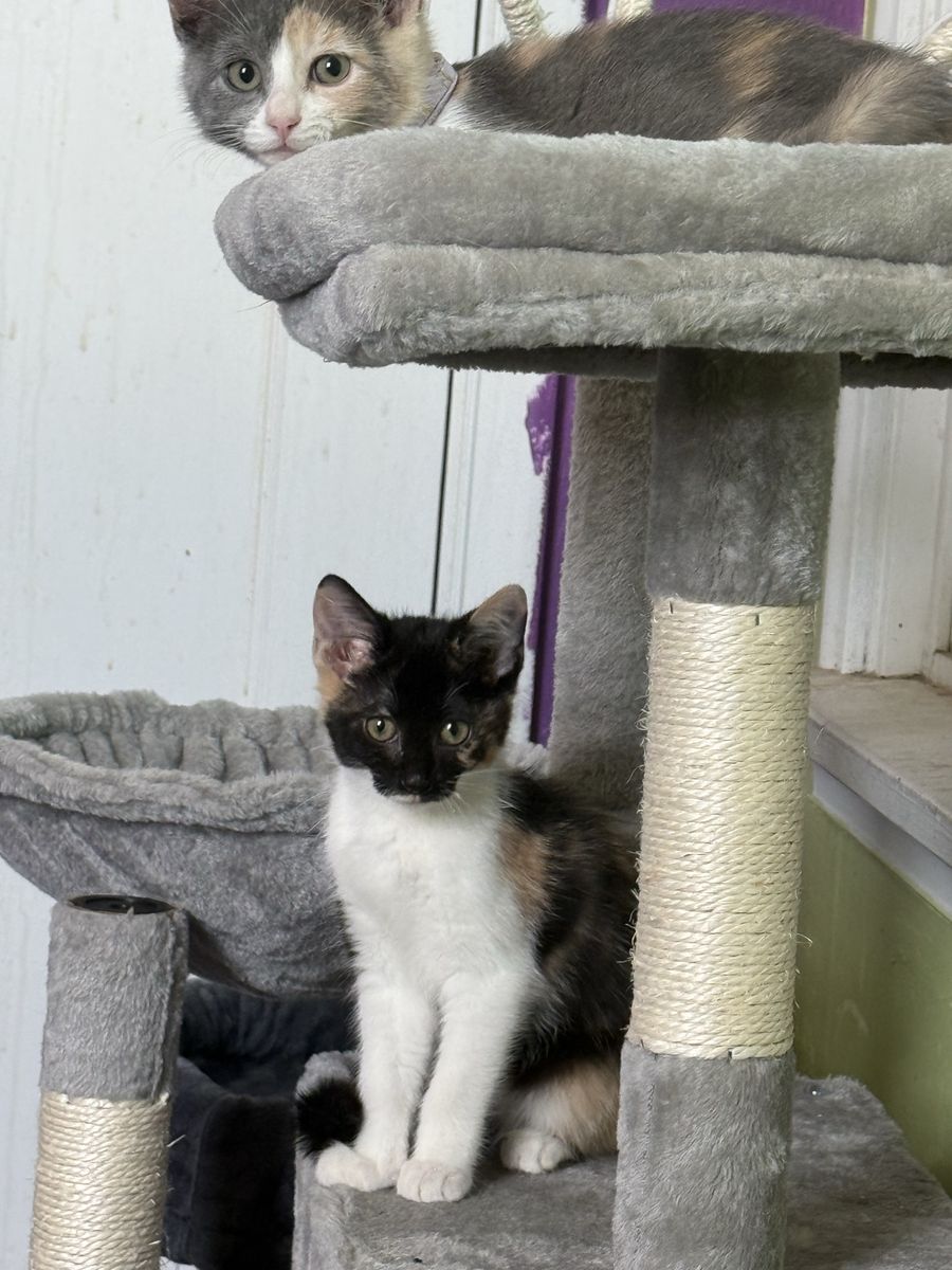 TANZI - 8wk old female calico
