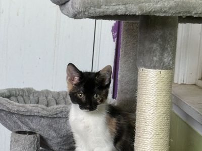 TANZI - 8wk old female calico