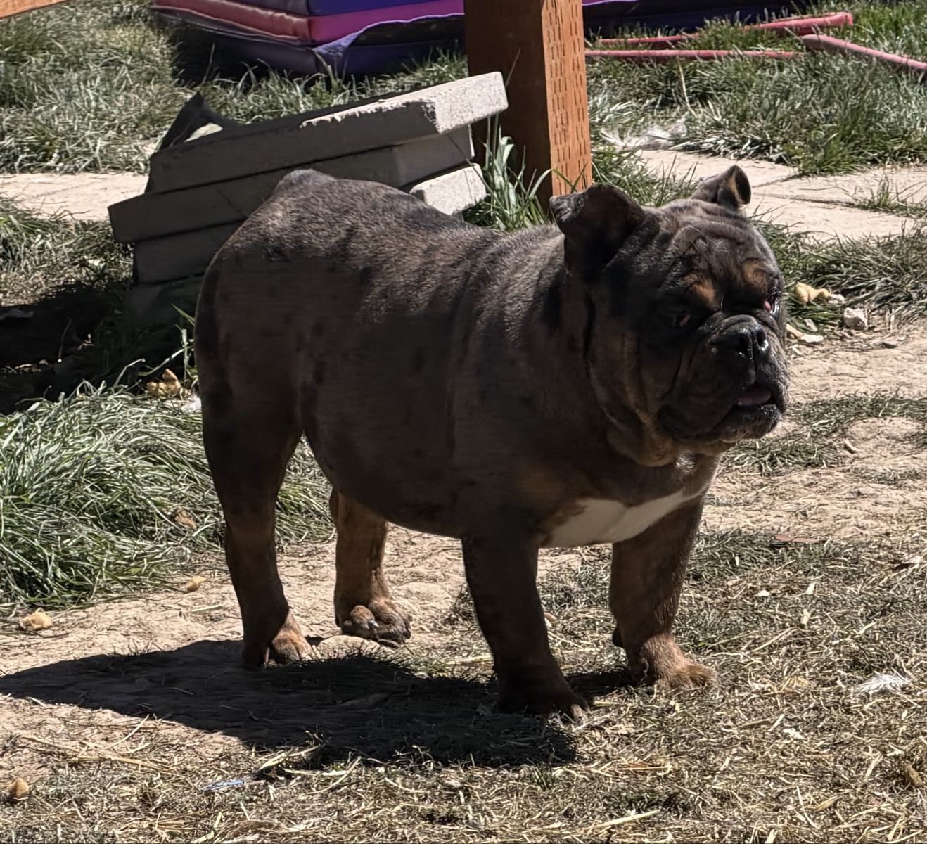 English Bulldog Puppy