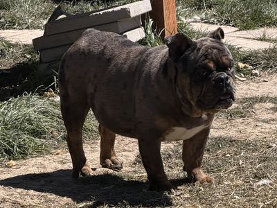 English Bulldog Puppy