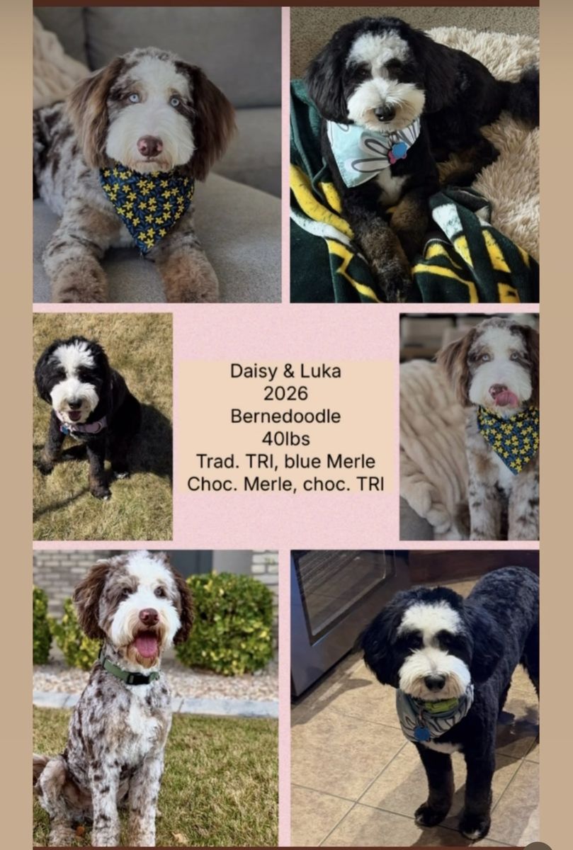 Upcoming Mini/medium Bernedoodles