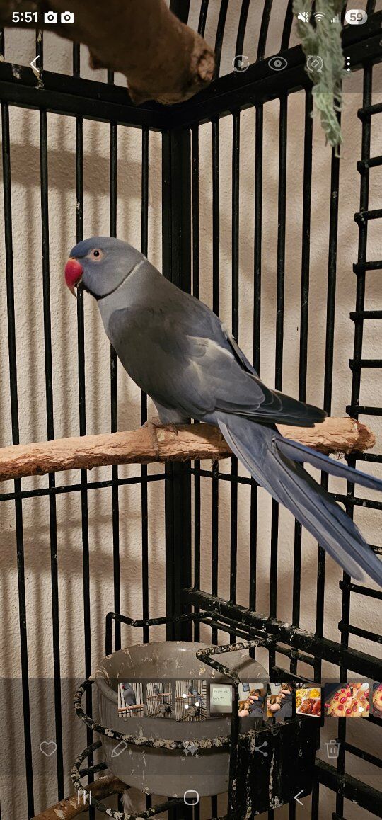 parrots and parakeets