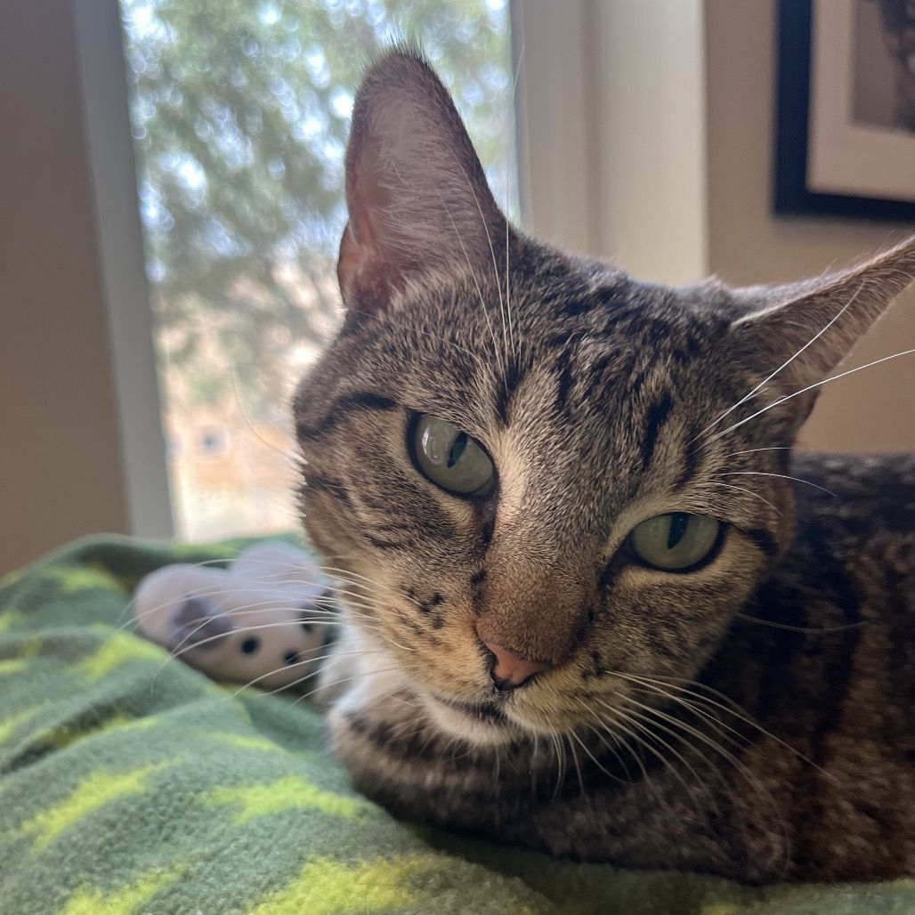 Hello my name is Goosefish