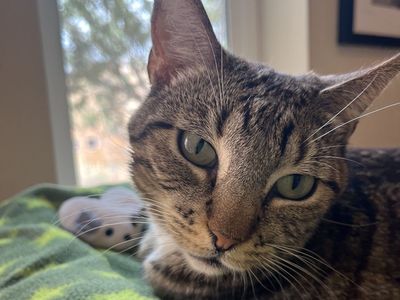 Hello my name is Goosefish