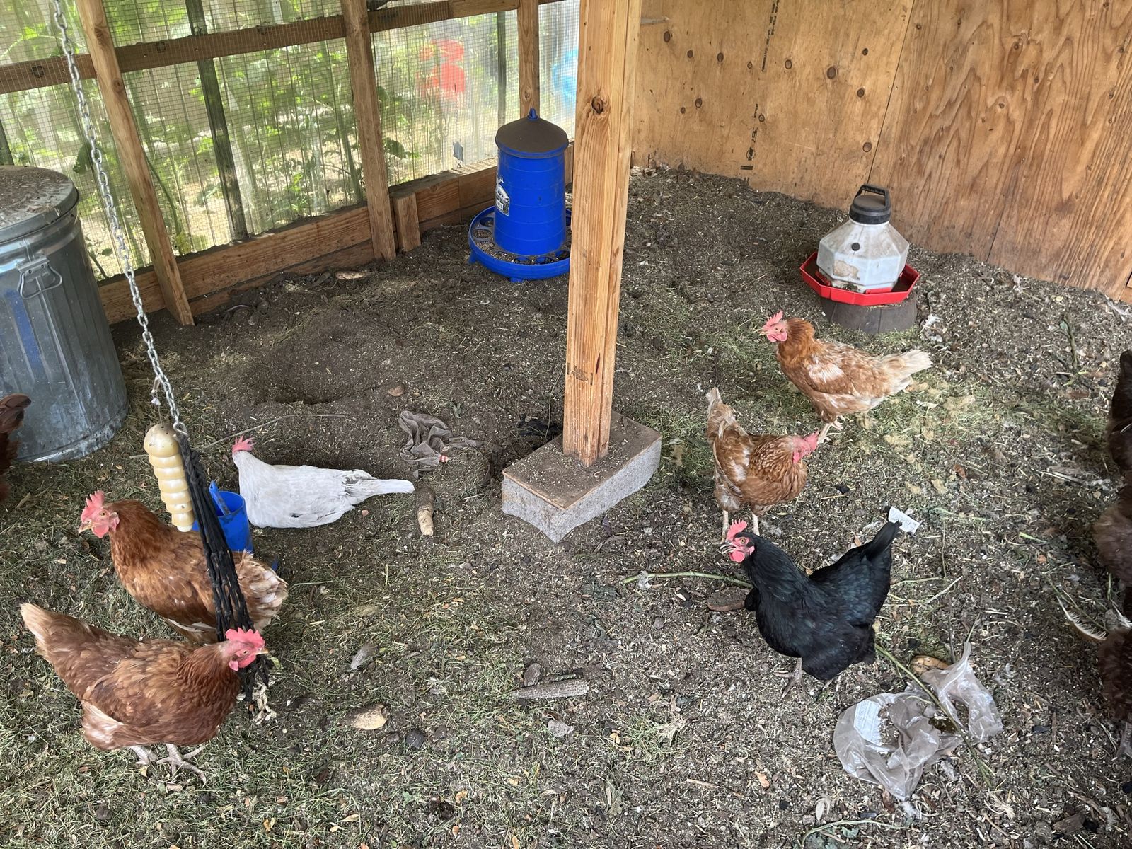 Buff Orpington 4 chickens